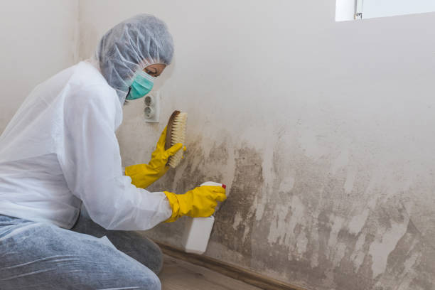 Forensic Mold Investigation in Sissonville, WV